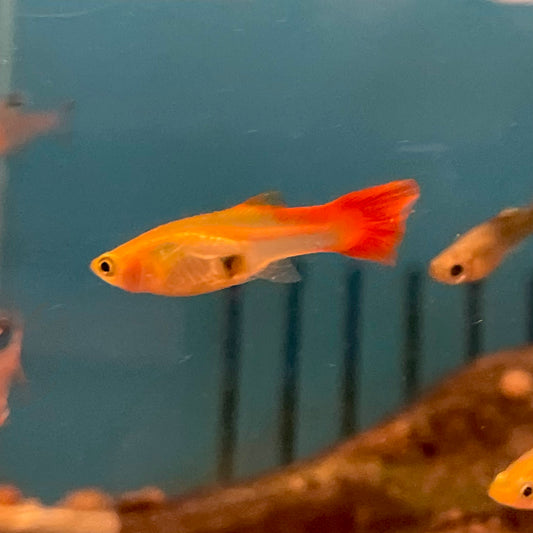 Guppy Fancy Select Female