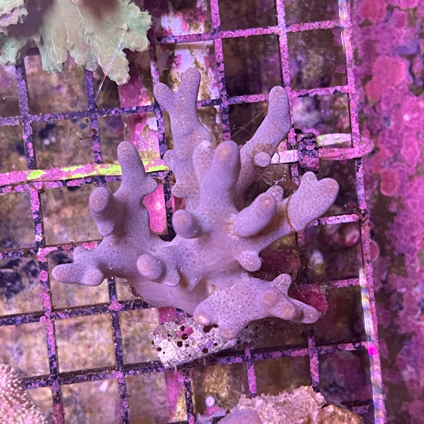 Soft Coral Mixed