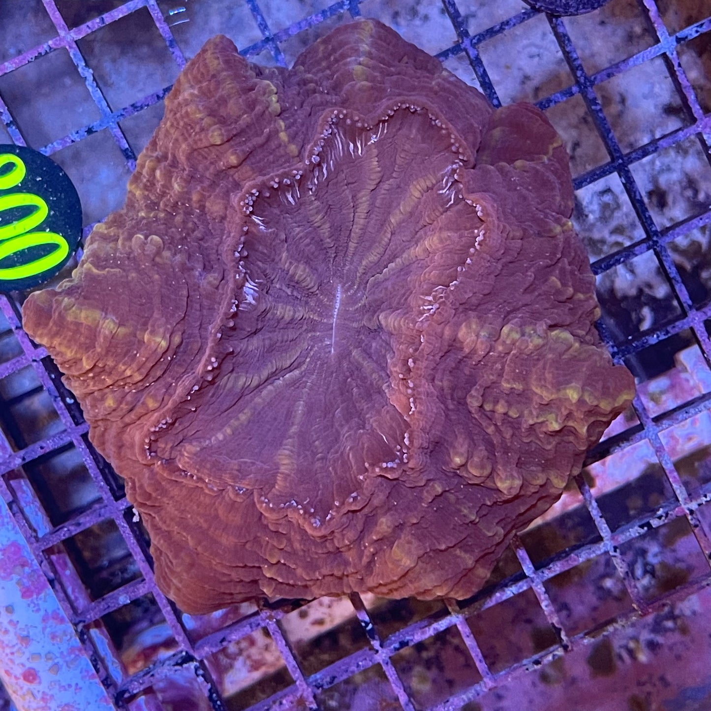 Acanthophylla Meat Coral