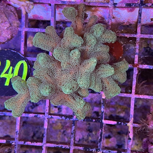 Poccilipora Frag