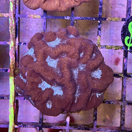 Favia Brain Coral Each