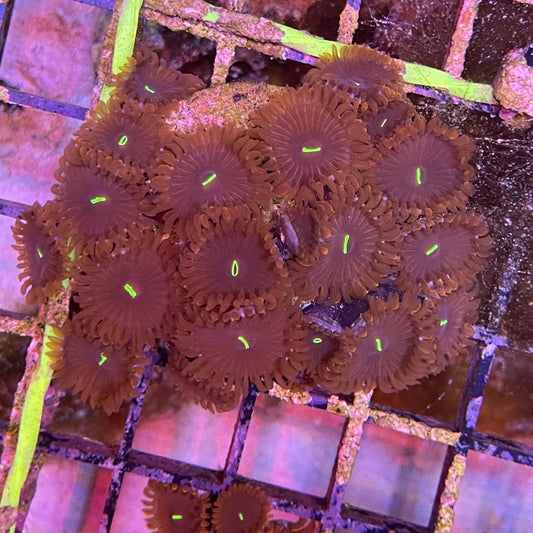 Zoanthid Polyp Each