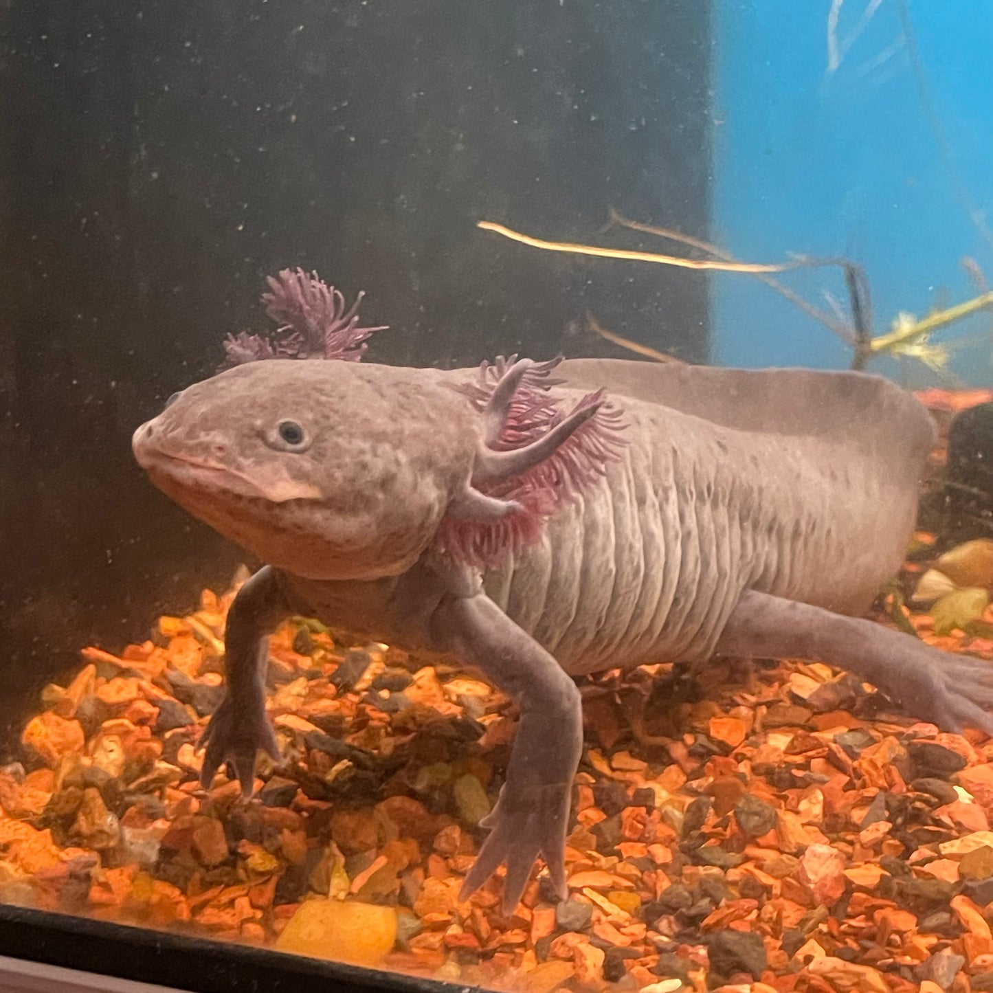 Axolotl Dark Melanoid 6-7"