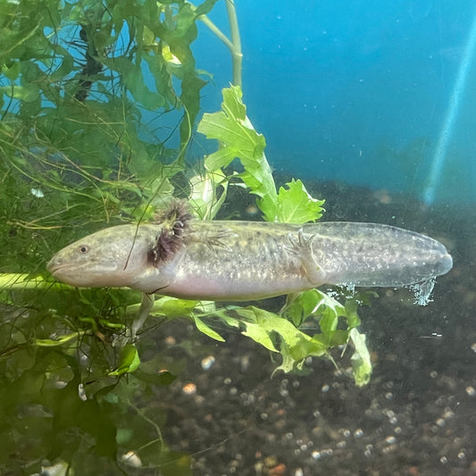 Axolotl Wild Type 3-4"