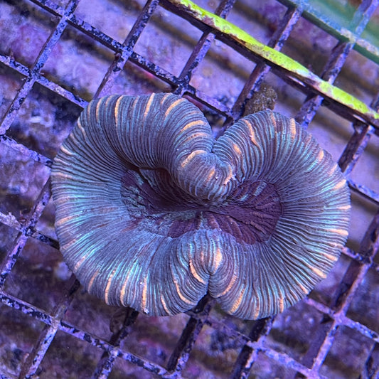 Brain – Richmond Aquarium