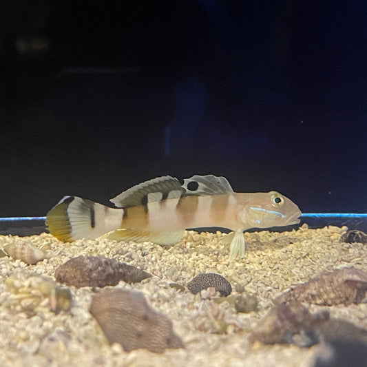 Goby Tiger Wardi Watch