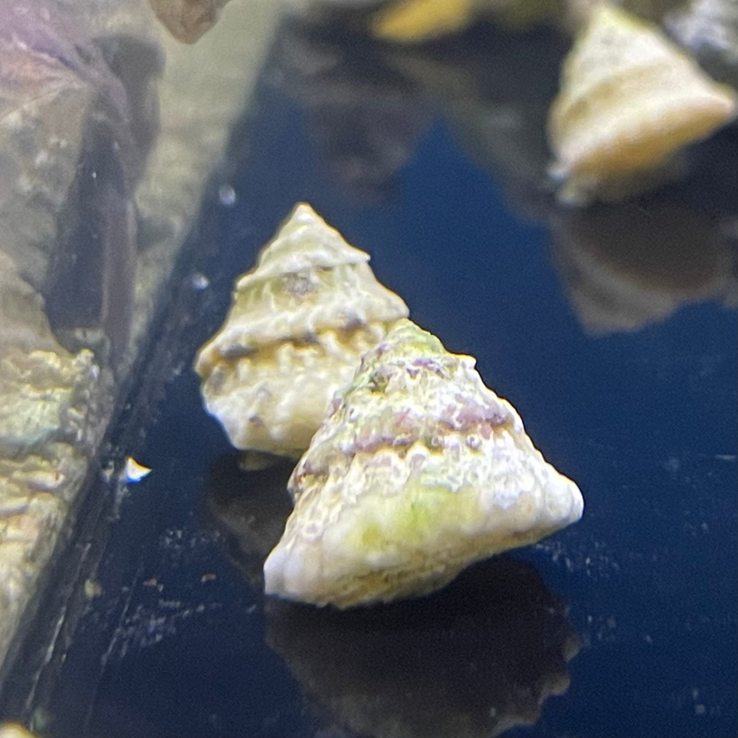 Astrea Snail