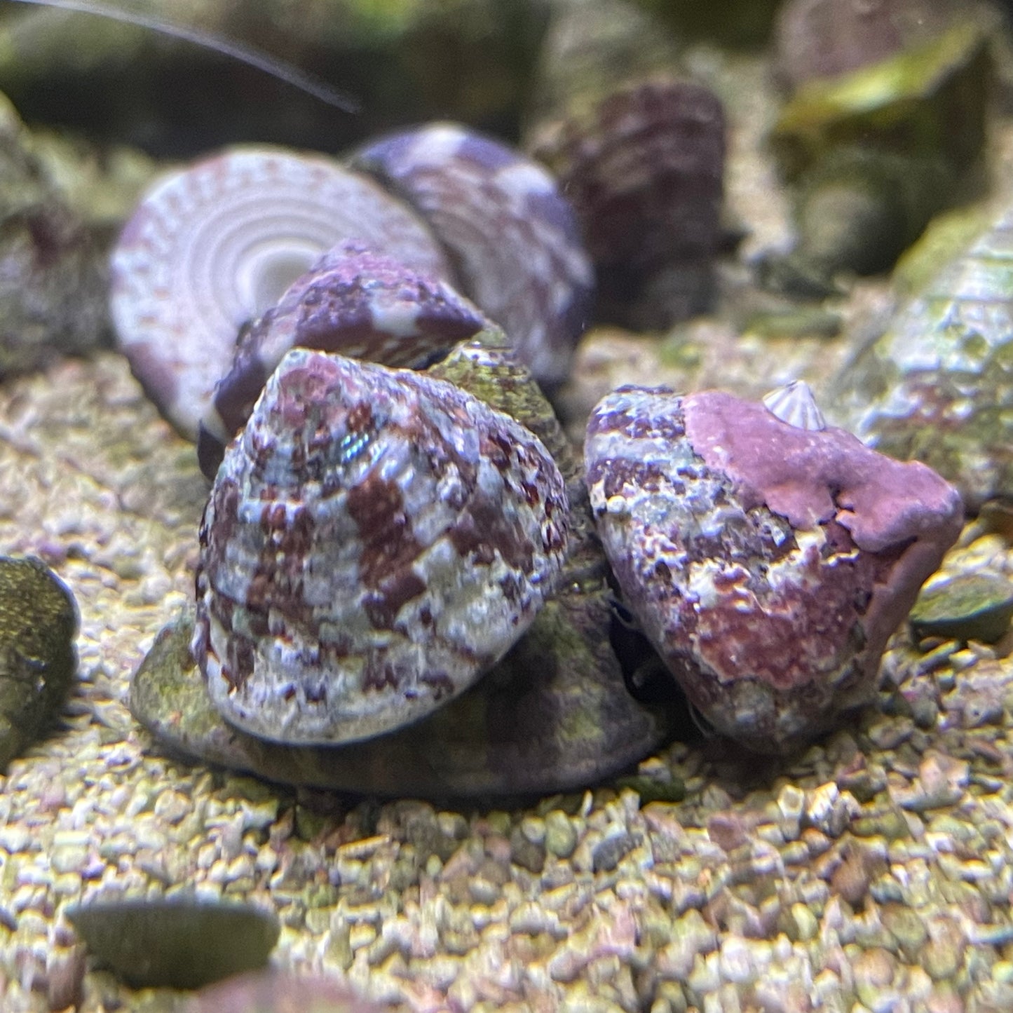 Trochus Tiger Turbo Snail