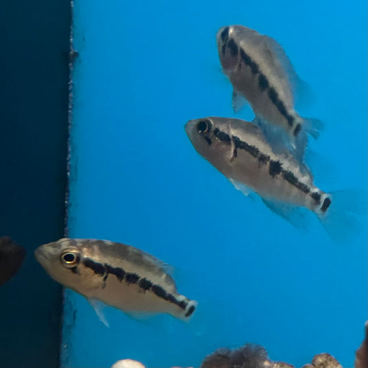 Blue Dovii Cichlid 3"