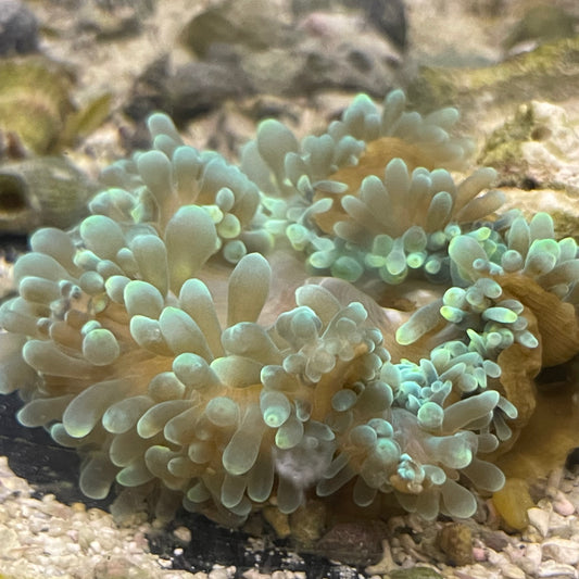 Green Bulb Anemone Md