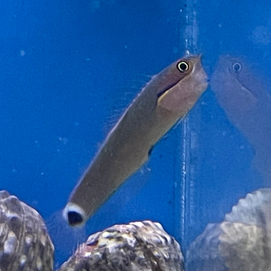 Tailspot Blenny Med