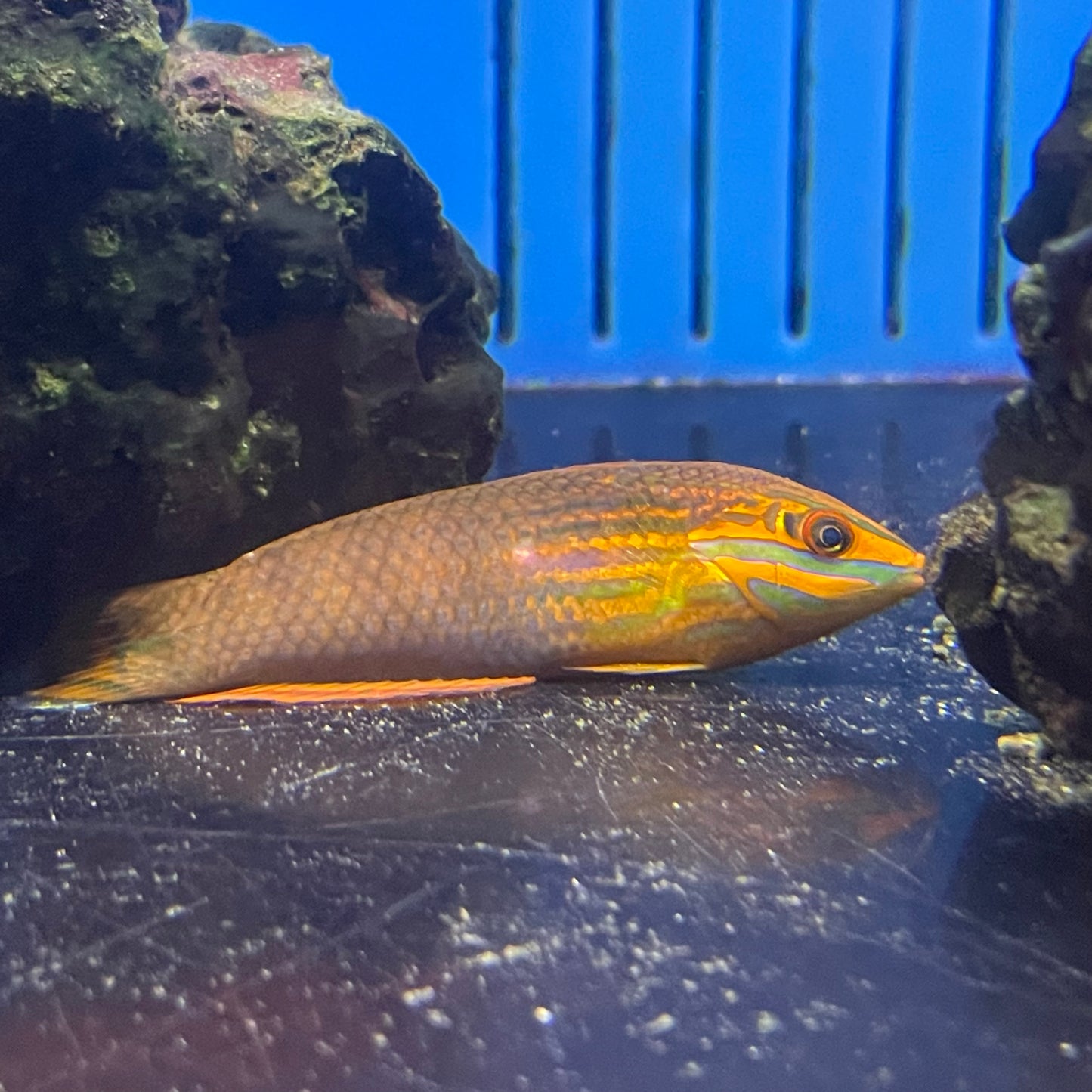 Christmas Wrasse Indo Pacific Med