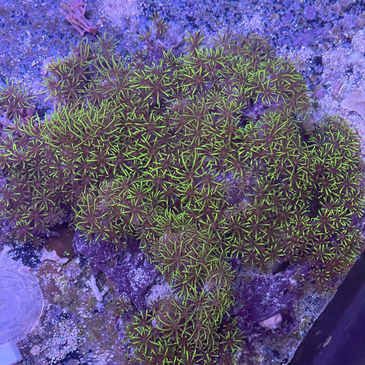 Green Star Colony
