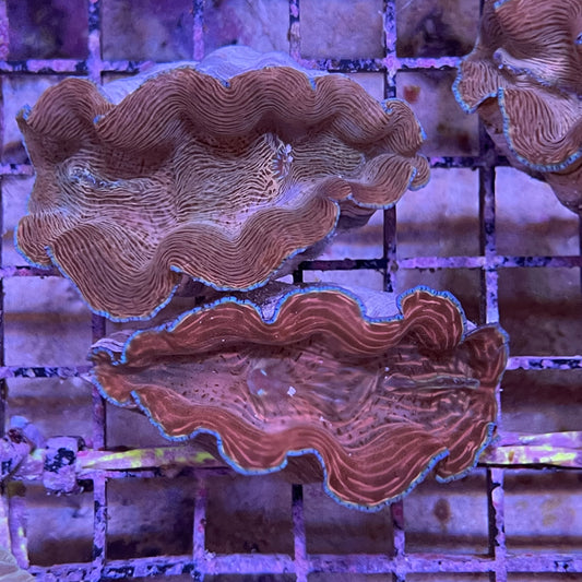 Derasa Clam Aquacultured 2.5"