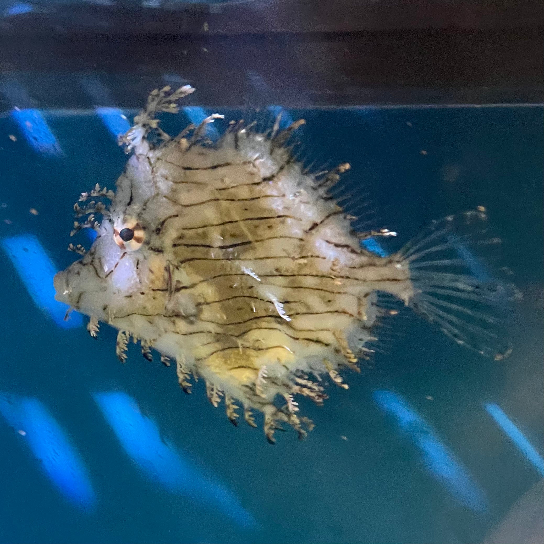 Spectacle File Fish Tassle FileFish LG – Richmond Aquarium