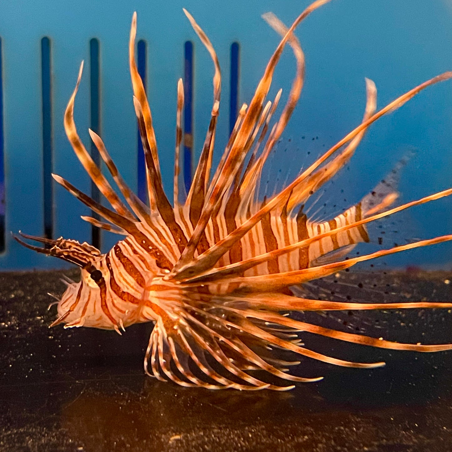 Lionfish Volitan Med