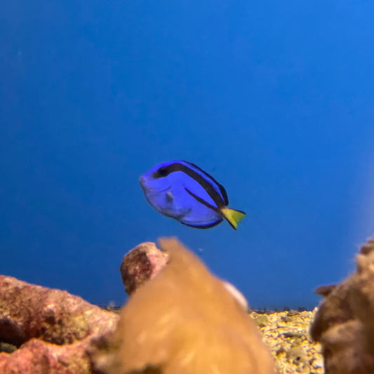 Blue Hippo Tang T.R. Sm/Med