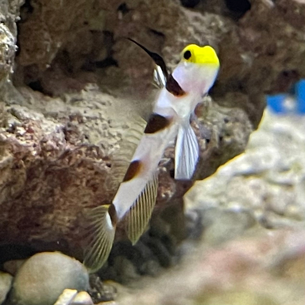 Red Banded Hifin Goby