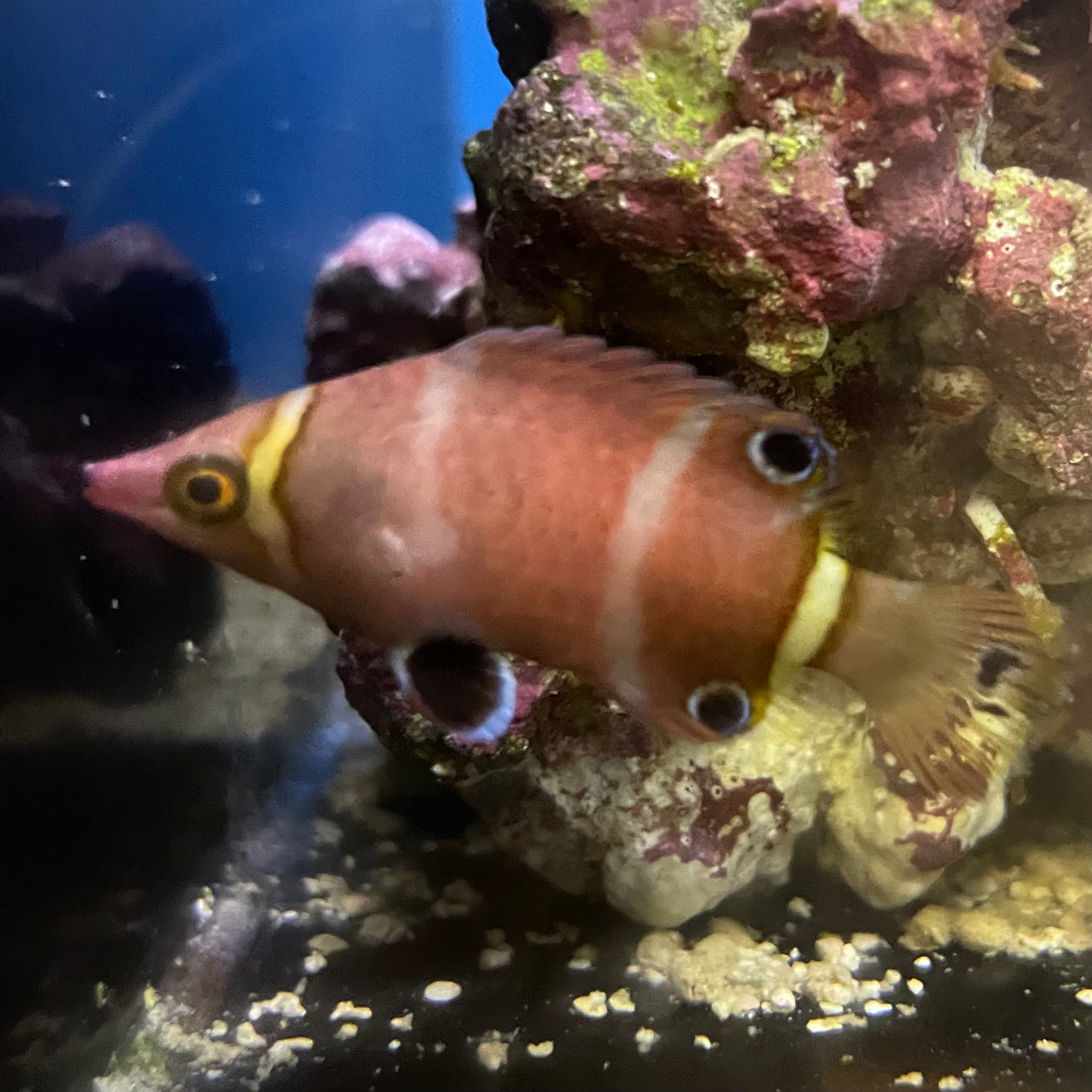 Yellow Banded Possum Wrasse – Richmond Aquarium