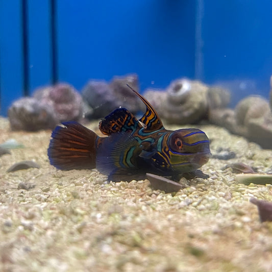Green Mandarin Goby Med