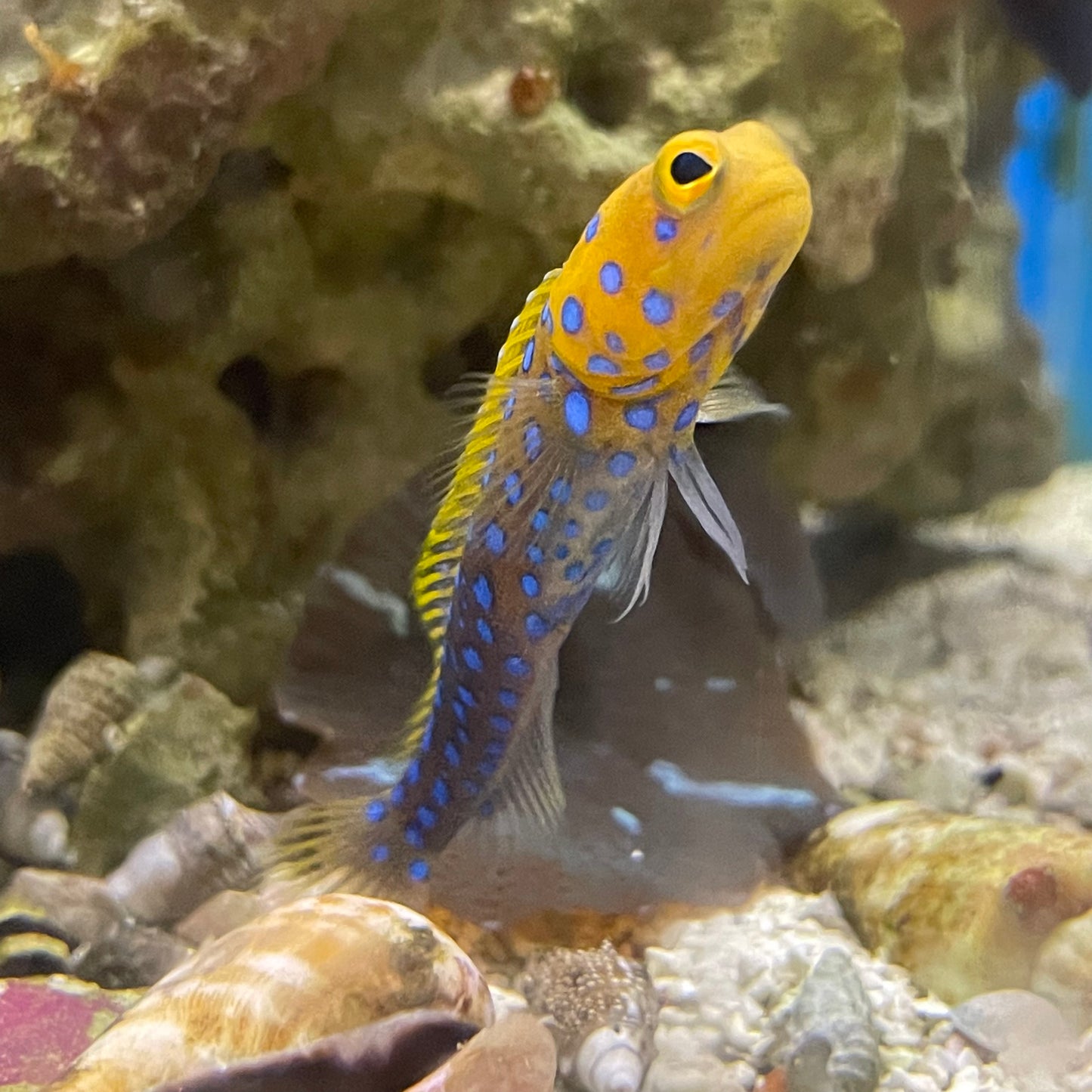 Blue Spotted Jawfish Med