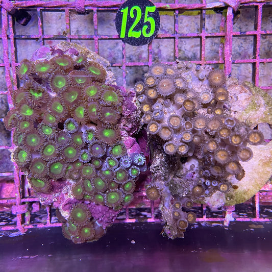 Palythoa Rock Assorted Med