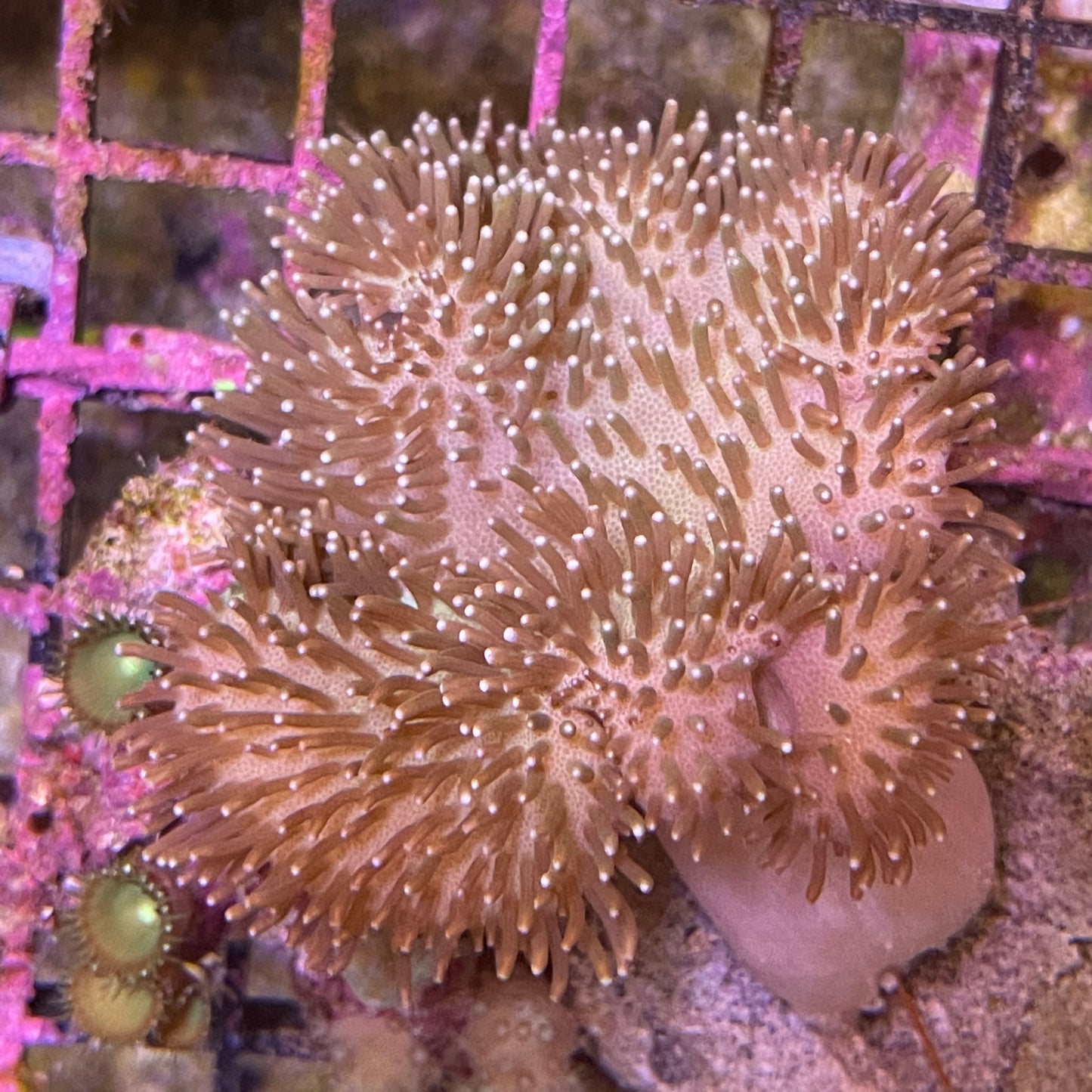 Soft Coral Colony Med