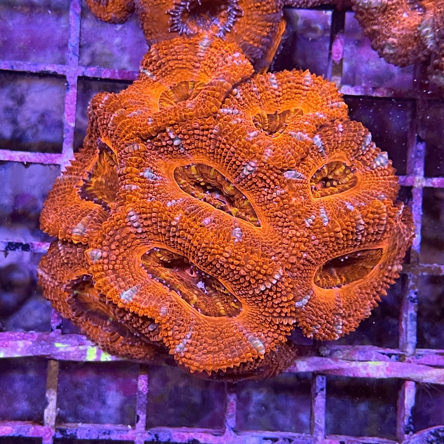 Acan Lordhowensis Single Color Sm