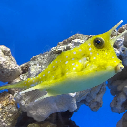 Cowfish Longhorn Med