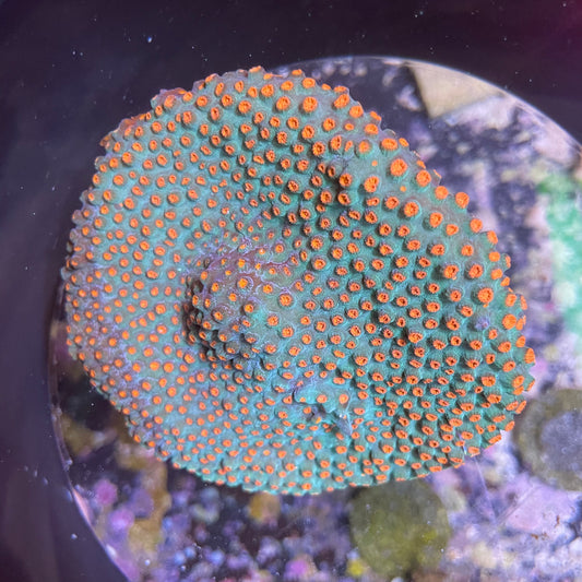Christmas Cyphastrea