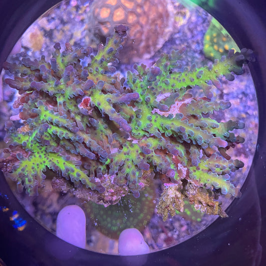Large Table Acro