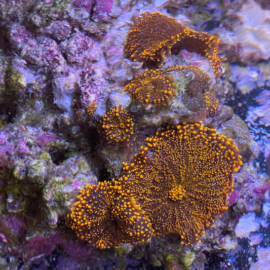 Large Orange Mushrooom Rock