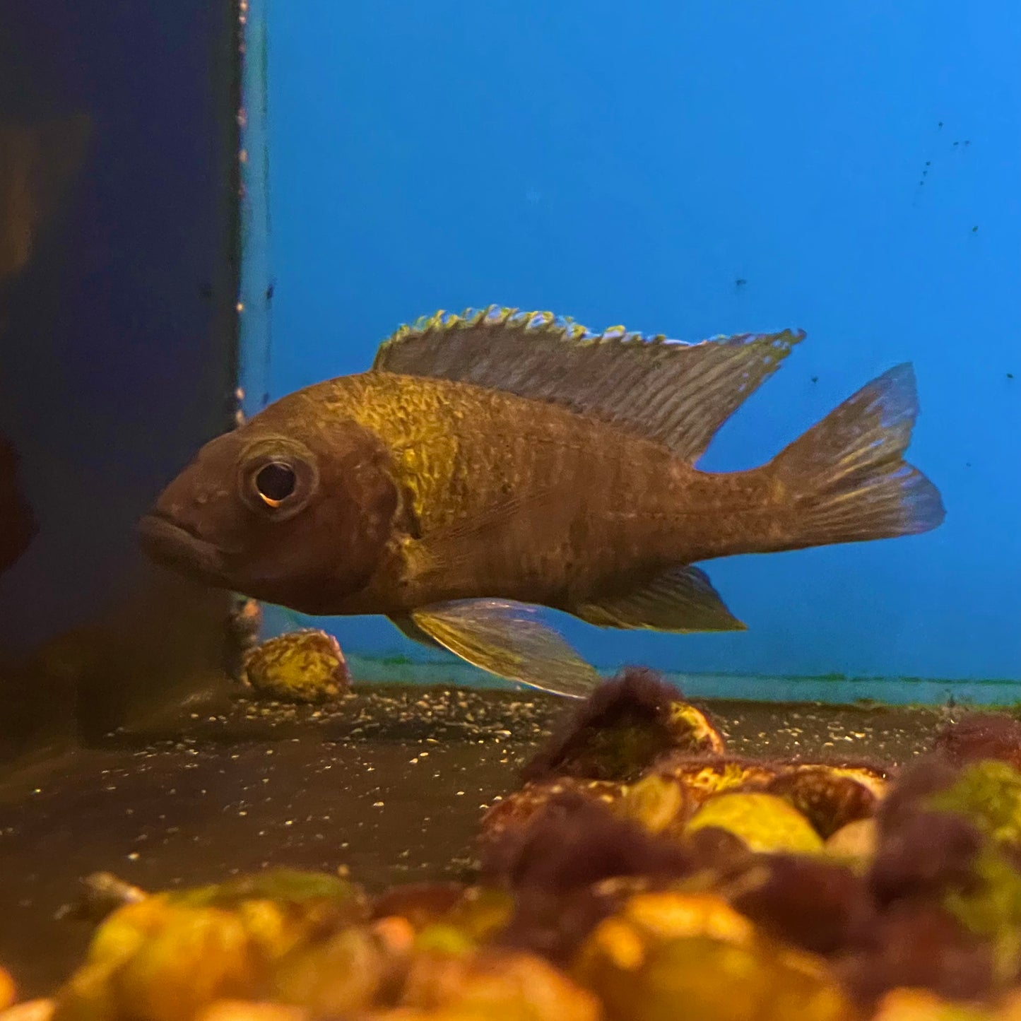 Peacock Cichlid XLG