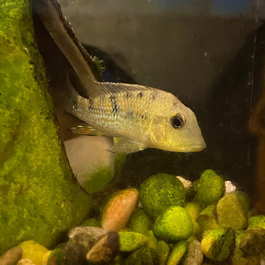 Heckelli Cichlid Reg
