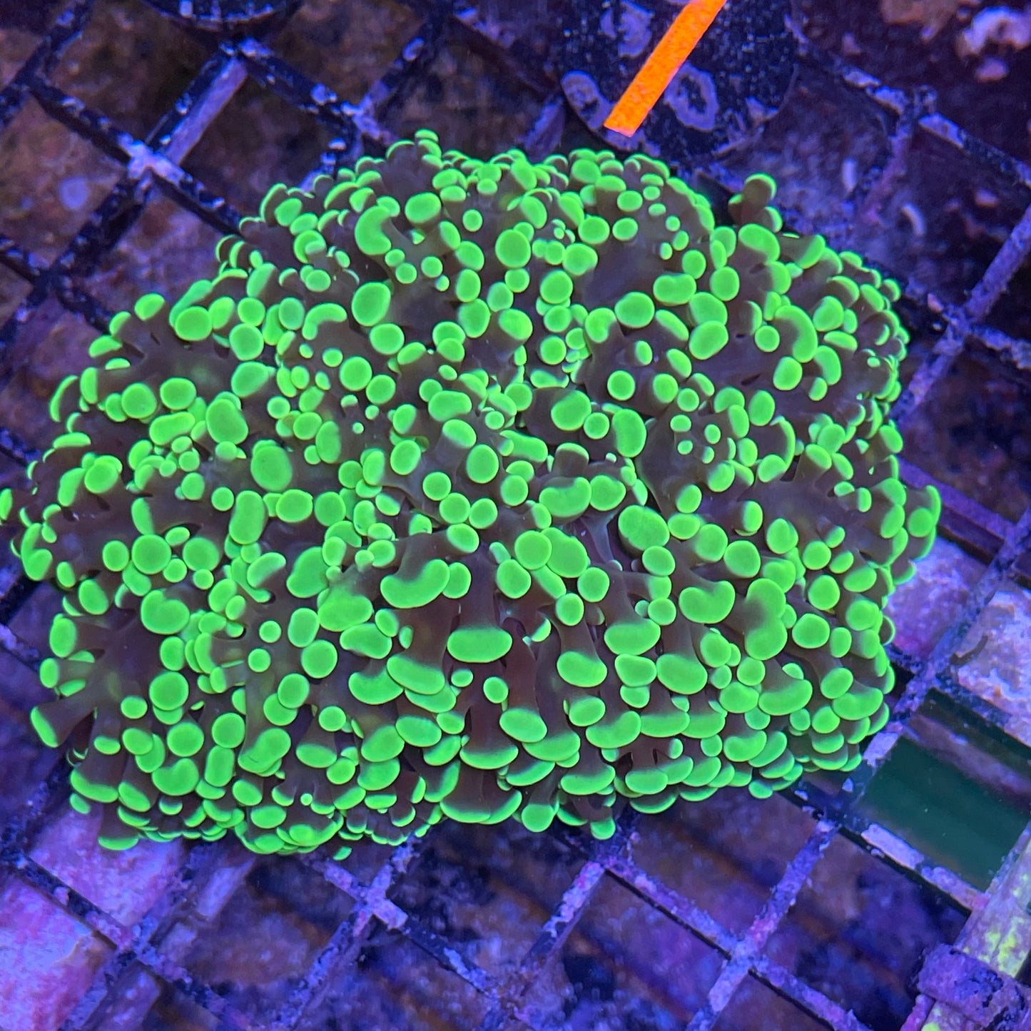 Neon Frogspawn Three Head