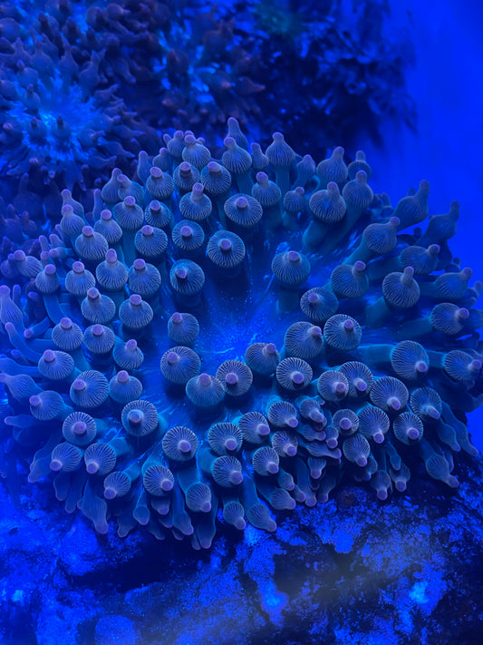 Rainbow Bubble Tip Anemone