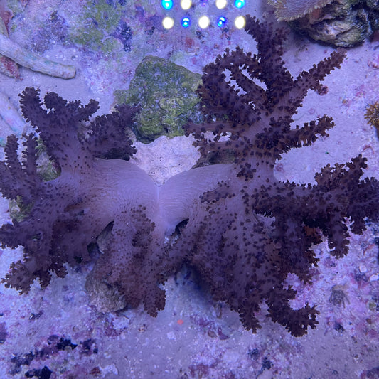 Colt Soft Coral Med