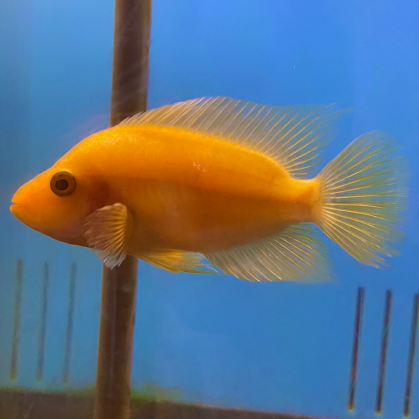 Cichlid Red Devil Colored Med