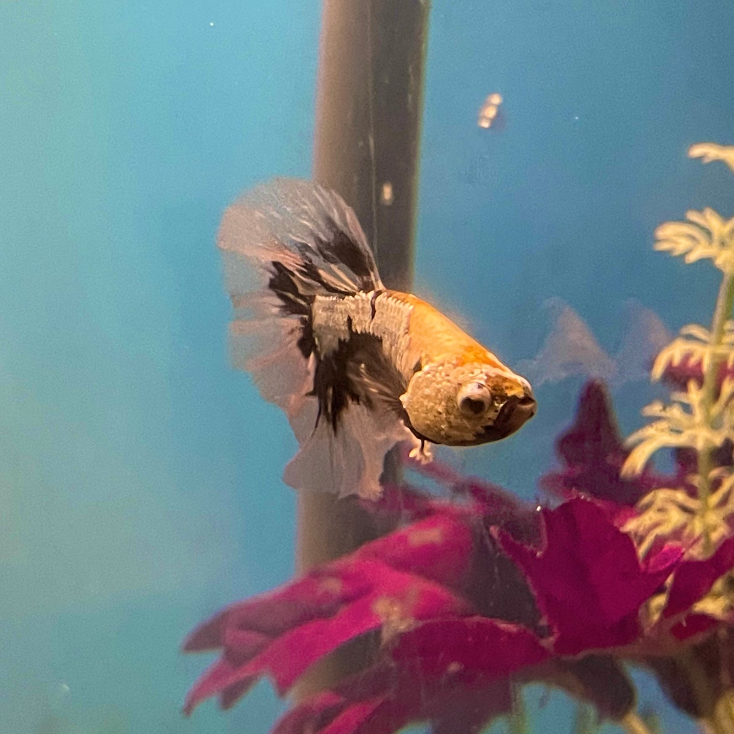 Betta Crowntail King Black Orchid