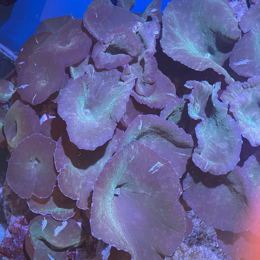 Mushroom Rock