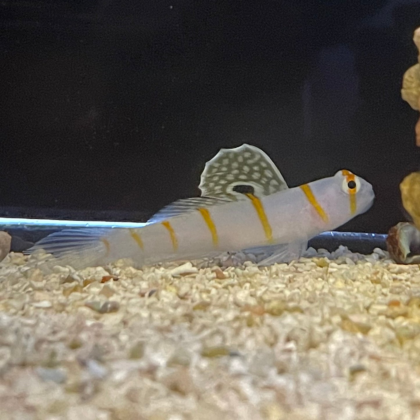Randall's Goby