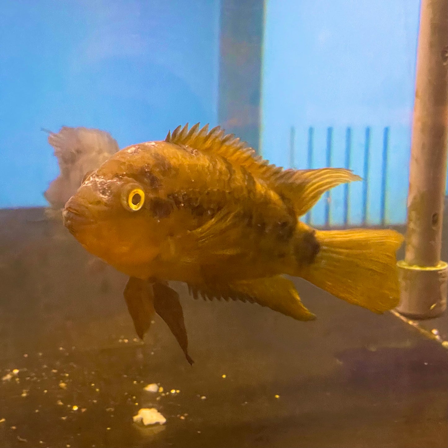 Rainbow Cichlid Large