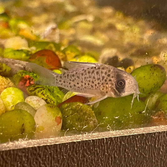 Fairy Spot Cory Cat Reg