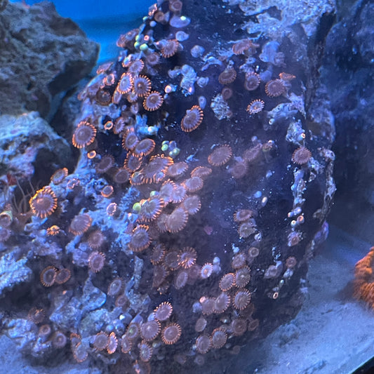 Premium Zoa Colony Rock