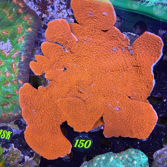 Red Montipora Cap - Large