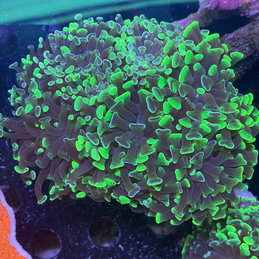 Green Hammer - Large