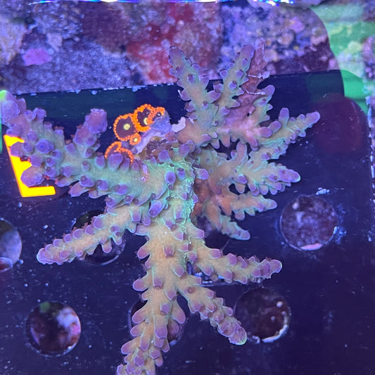 Acro Tort w/ Orange Zoas