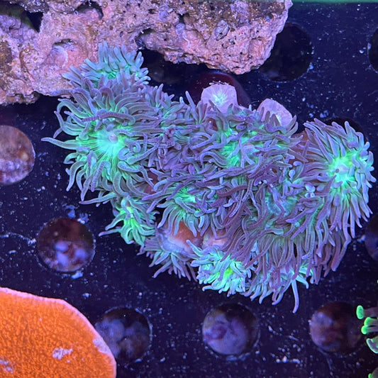 Duncan Colony