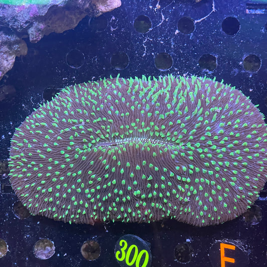 XXL Tongue Coral