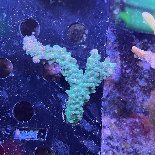 Blue/Green Slimer Frag